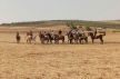 عين الجمعة تحتفل بموسمها السنوي سيدي شباني