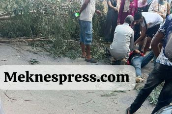 مكناس.. سقوط شجرة بشكل مفاجئ يصيب أحد المارة بجروح خطيرة ويستنفر السلطات
