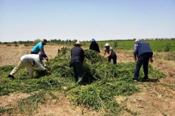 بالصور : إتلاف النعناع الغير السليم بعدد من حقول المملكة وبجهة فاس مكناس 