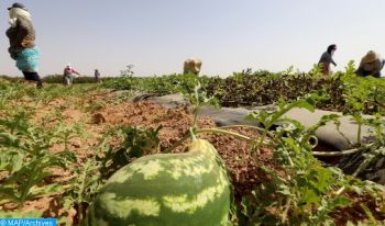 مكتب السلامة الصحية : مناخ زاكورة ملائم للإنتاج المبكر للبطيخ الأحمر ببذور غير معدلة جينيا