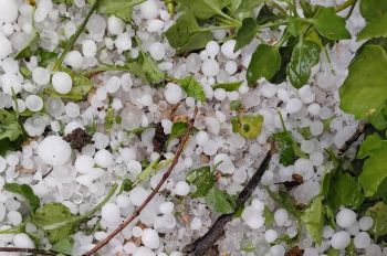 عاصفة رعدية مصحوبة بالبرد تلحق خسائر كبيرة بعدد من الحقول الفلاحية بمكناس و الحاجب