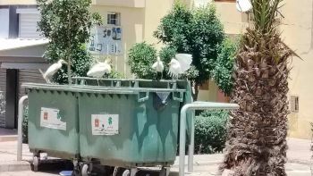 البلشون أو طِيرَ بَقرْ حتى هو يعيش أزمة في غياب الفضاء البيئي المحتضن
