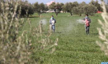 التساقطات الثلجية والمطرية تنعش آمال فلاحي الحاجب بموسم جيد وهذا عدد المساحات المزروعة