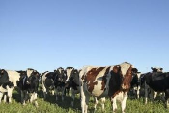الدرك الملكي يسترجع 13 رأسا من البقر تمت سرقتها في بودربالة بإقليم الحاجب