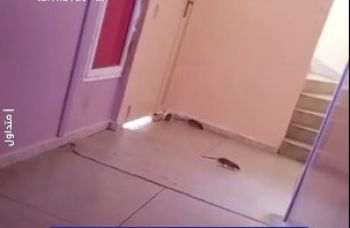 فيدرالية جمعيات آباء التلاميذ تدخل على خط فيديو الفئران بثانوية الإمام الغزالي بمكناس