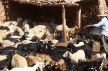 ملايين الرؤ.وس من الأغنام والماعز والأبقار.. وزارة الفلاحة تنشر نتائج إحصاء القطيع الوطني للماشية