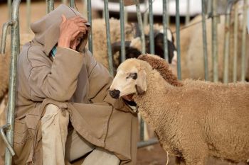 وزارة الفلاحة تعلن موعد وطريقة صرف الدعم المباشر لفائدة مربي الماشية