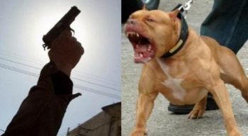 أمن فاس يطلق الرصاص لتحييد خطر كلب شرس حرضه شقيقان متورطان في ترويج المخدرات