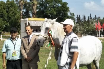الحريسة الجهوية بمكناس تحتضن المباريات البين- جهوية لتربية الخيول العربية - البربرية