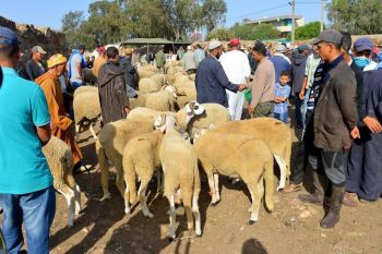 على بعد أسبوع من عيد الأضحى.. سلطات عمالة مكناس تستنفر مصالحها وتتخذ هذه الإجراءات