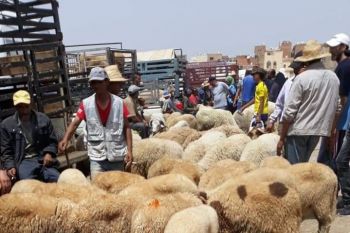 وفرة العرض بسوق سيدي بوزكري لبيع الماشية يخفض الأسعار ويسيل لعاب 'الشناقة'