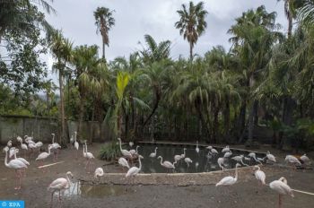 انطلاق عملية الإحصاء الشتوي لطيور الماء بالمنتزه الوطني لإفران