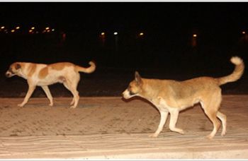 حي الزيتون بمكناس يشهد تنامي ظاهرة انتشار الكلاب الضالة بشكل غير مسبوق 