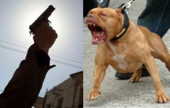 الرصاص لاعتقال جانج بالخميسات قاوم اعتقاله بتحريض كلب شرس على عناصر الشرطة
