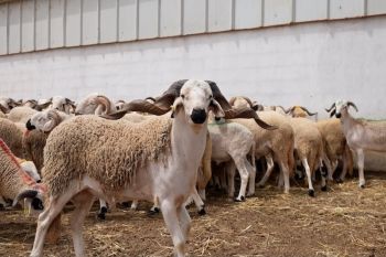 مدير الفلاحة بجهة فاس مكناس يستعرض أرقاما مطمئنة بخصوص القطيع بالجهة والواقع يؤكد استمرار لهيب الأسعار