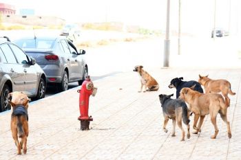 كلاب ضالة تعاني من أمراض جلدية تصول وتجول في شوارع مكناس وفعاليات حقوقية تحذر من خطرها