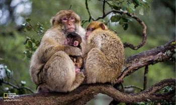 القرد المغربي يخرج من اليوم العالمي للغابات محميا باتفاقية دولية