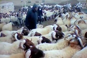 إقبال كبير على أغنام منطقة تمحضيت بإقليم إفران
