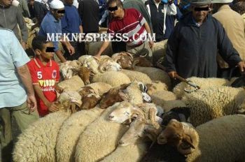 سوق بيع الماشية بمكناس : وفرة العرض وارتفاع ظاهرة
