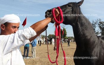 اختيار أجود الخيول العربية البربرية بمكناس
