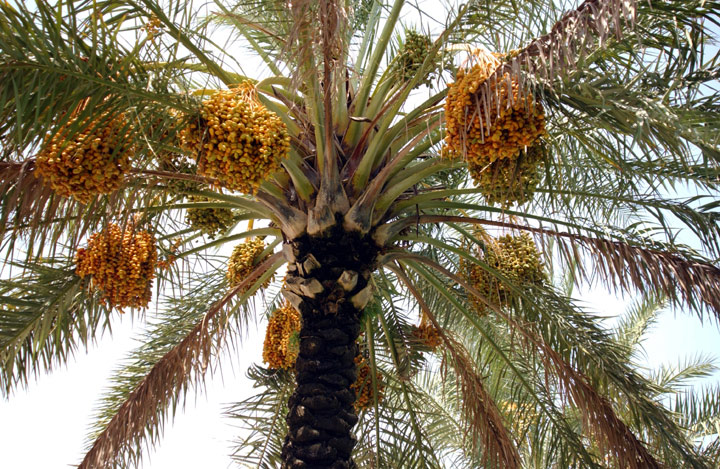 تعاونية للتمور بتافيلالت تنتج بُنًّا خاليا من مادة الكافيين انطلاقا من نواة التمر