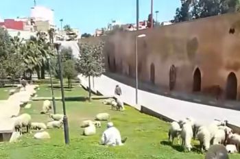 مكناس بين تاريخ الإمبراطورية وفوضى الرعي الحضري !!