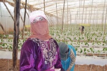 عمال الضيعات الفلاحية بإقليم الحاجب ينتفضون و ينظمون إضرابا عن العمل