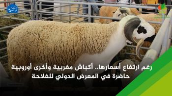 رغم ارتفاع أسعارها.. أكباش مغربية وأخرى أوروبية حاضرة في المعرض الدولي للفلاحة