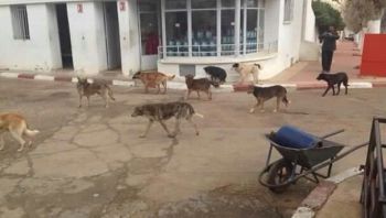 الكلاب المتشردة تغزو شوارع الحاجب