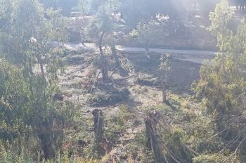 رغم انتقادات المواطنين.. جماعة مكناس تواصل قطع أشجار عمرت لعدة عقود تشكل جزء من هوية المدينة