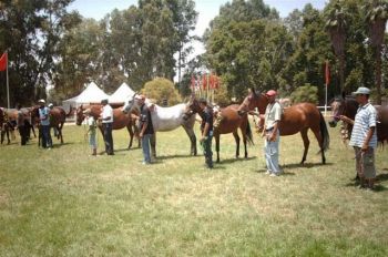 الحريسة الوطنية لمكناس تحتضن المباراة بين الجهات لتربية الخيول العربية - البربرية