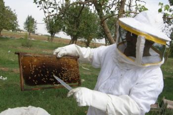 تربية النحل بجهة مكناس-تافيلالت بين الإكراهات والإستعمال العشوائي 