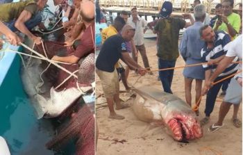 بعد اصطيادها.. هذا ما عثر عليه الصيادون في بطن سمكة القرش التي اتهمت سائحا روسيا