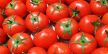 أسعار الطماطم تواصل الانخفاض رغم اقتراب شهر رمضان