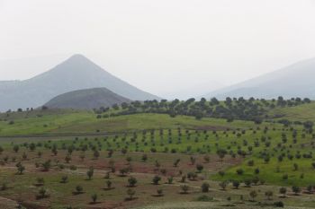 إنتاج الزيتون.. جهة فاس مكناس في الصدارة و وزارة الفلاحة تمنع التصدير