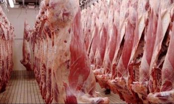 تجار اللحوم الحمراء بمكناس يعلنون ضمان تزويد الأسواق طيلة أيام عيد الأضحى