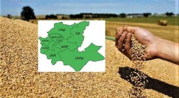 جهة فاس مكناس الأكثر إنتاجا للحبوب.. الإعلان من مكناس عن توقعات الموسم الفلاحي الحالي