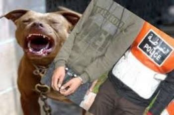 شرطي يقتل كلبا حرضه تاجر مخدرات لمهاجمة عناصر الأمن