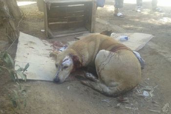 قتل أنثى كلب بطريقة وحشية في حي البساتين بمكناس يخلف موجة غضب لدى الساكنة