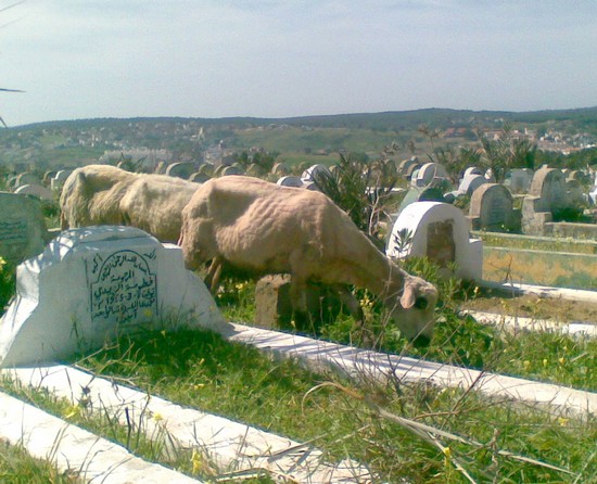 سكان حي البسـاتين بمكناس يطالبون بإحداث مقبرة
