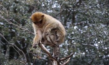 إطلاق مشروع لمكافحة الأخذ غير المشروع لقرود المكاك بالمنتزه الوطني لإفران