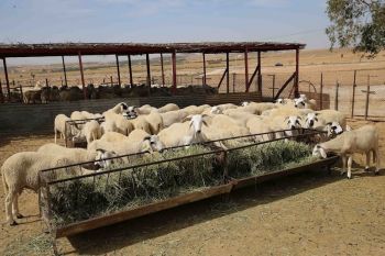 فراقشية يزرعون الرعب وسط الكسابة بعين جمعة بعد تناسل أخبار سرقة عشرات رؤوس الماضية