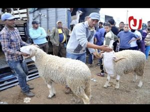 بلاغ وزارة الفلاحة بخصوص أضحية العيد بالمغرب لهذه السنة