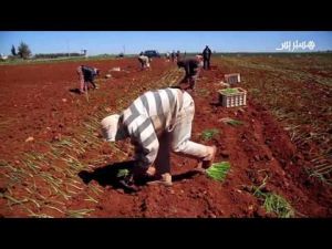 إكراهات وتحديات إمدادات مياه السقي بالحاجب