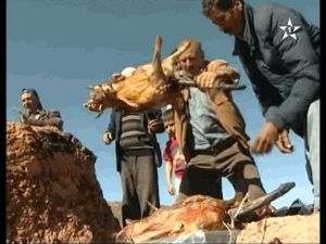 إفران: جز صوف الأغنام وطقوس المواكبة لها