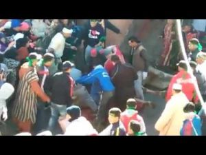 افتراس جمل حي بوحشية في موسم مولاي براهيم