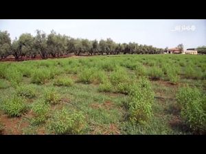 الفلاحة البيولوجية ضواحي مكناس