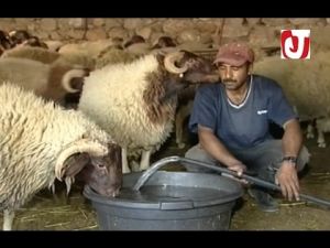سلالة أغنام 'تمحضيت' من بين السلالات الأكثر طلبا خلال عيد الأضحى
