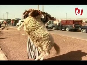 ظاهرة ''الشناقة'' بالسوق الأسبوعي لأزرو