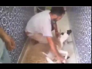أحسن فيديو لمغربي ذبح فالعيد